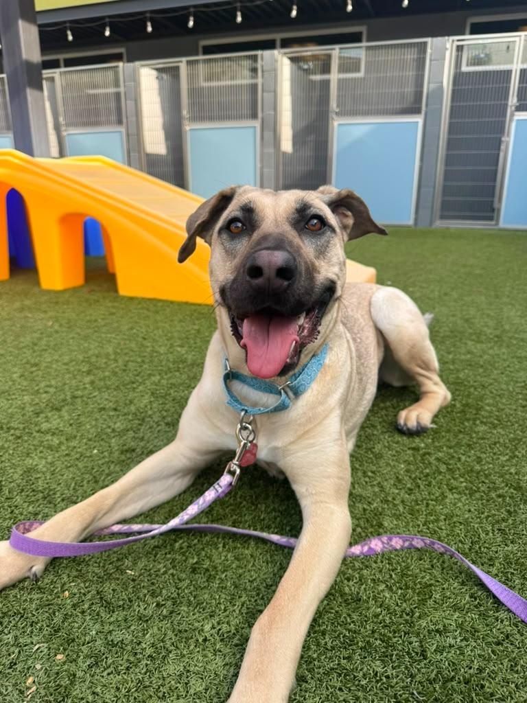Enlarge Canela, a Adoptable mixed breed in Phoenix, AZ image 3/6