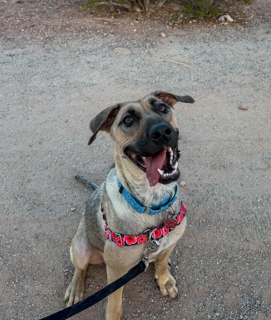 Canela, a Adoptable mixed breed in Phoenix, AZ image 3/5