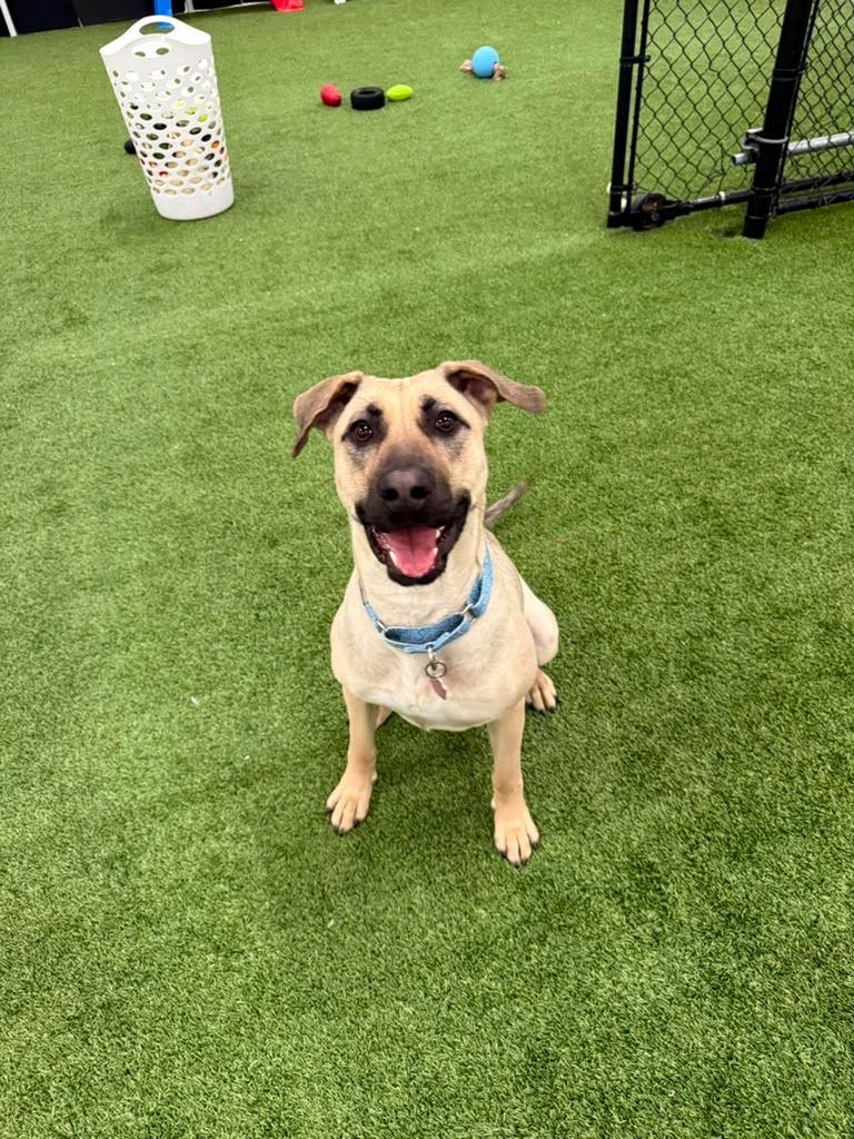 Canela, a Adoptable mixed breed in Phoenix, AZ image 4/5