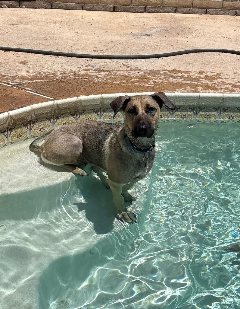 Enlarge Canela, a Adoptable mixed breed in Phoenix, AZ image 4/6