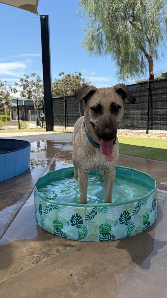 Enlarge Canela, a Adoptable mixed breed in Phoenix, AZ image 4/6