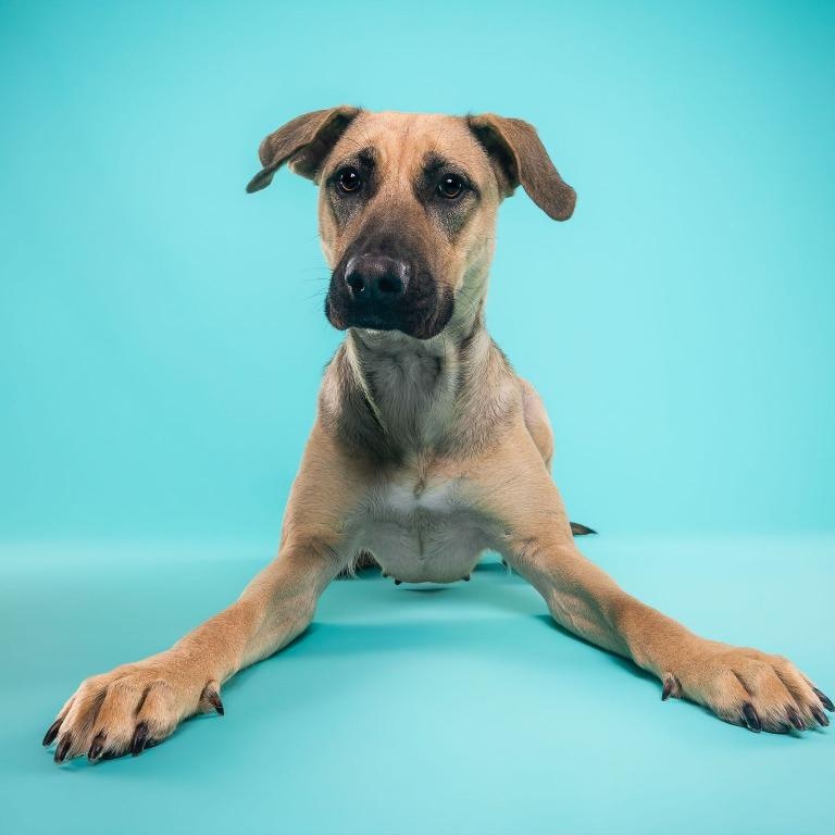 Canela, Adoptable, Young Female Presa Canario & German Shepherd Dog.