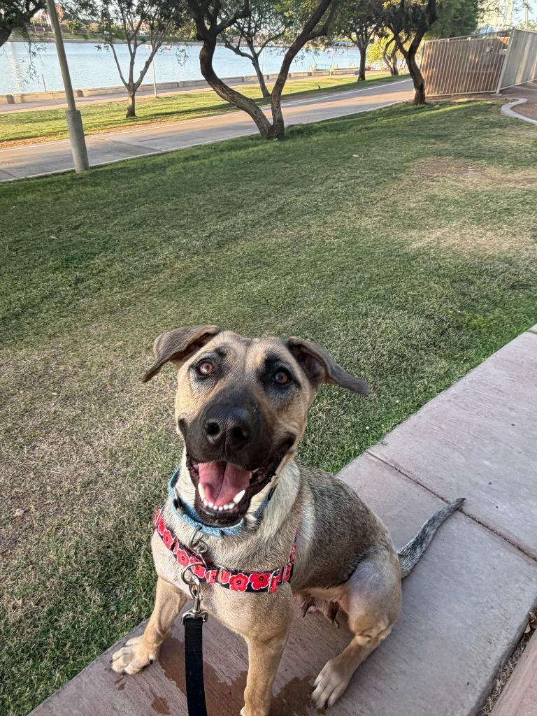 Canela, a Adoptable mixed breed in Phoenix, AZ image 5/5