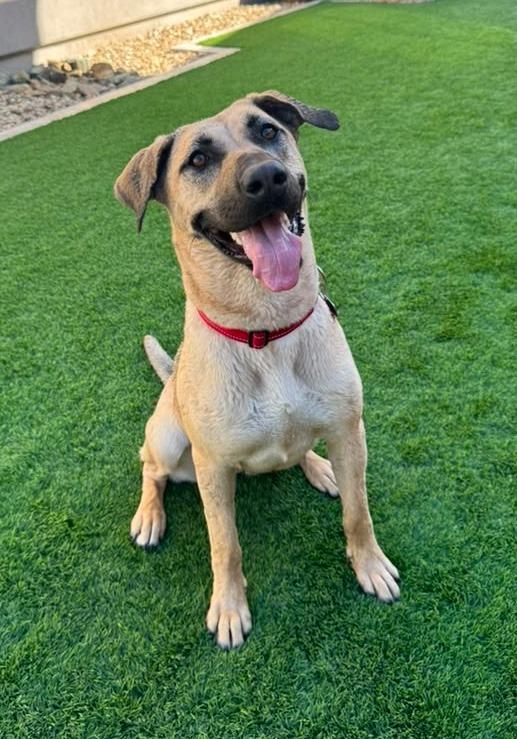 Enlarge Canela, a Adoptable mixed breed in Phoenix, AZ image 6/6