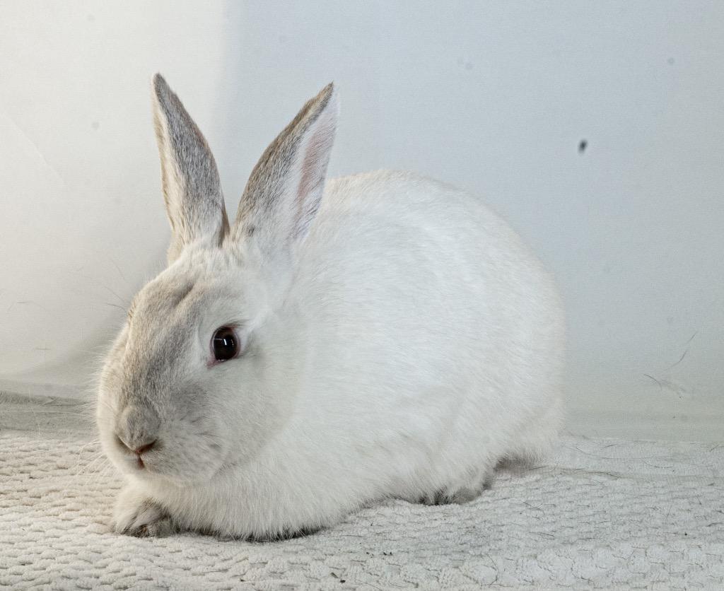 Peony, Adoptable, Adult Female Bunny Rabbit.