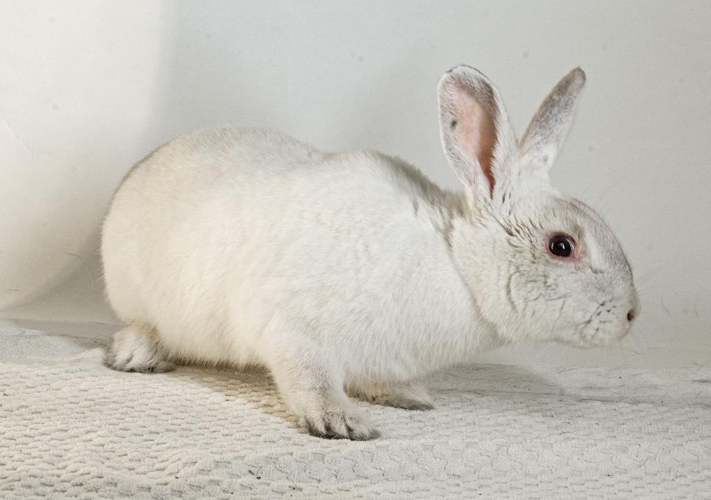 Peony, Adoptable, Adult Female Bunny Rabbit.