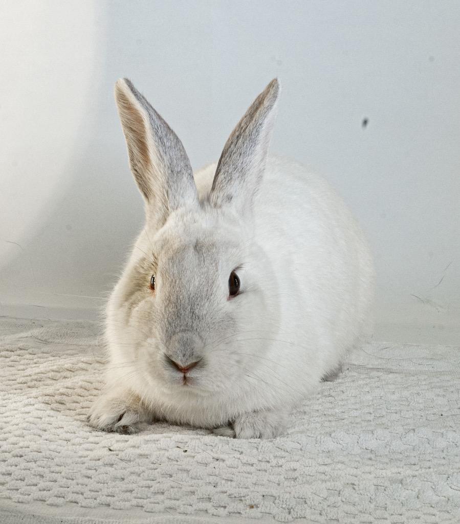 Enlarge Peony, a Adoptable Bunny Rabbit in San Francisco, CA image 2/6