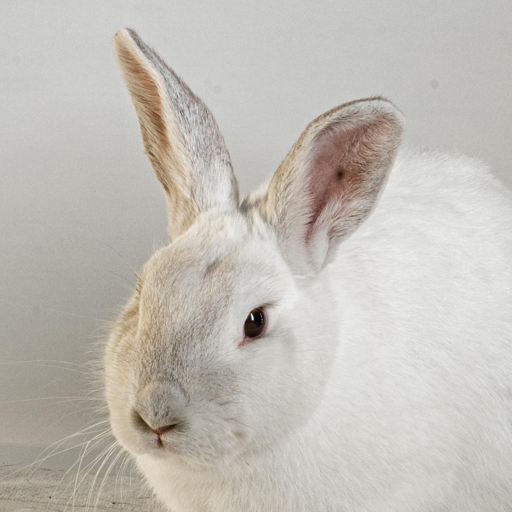 Enlarge Peony, a Adoptable Bunny Rabbit in San Francisco, CA image 4/6