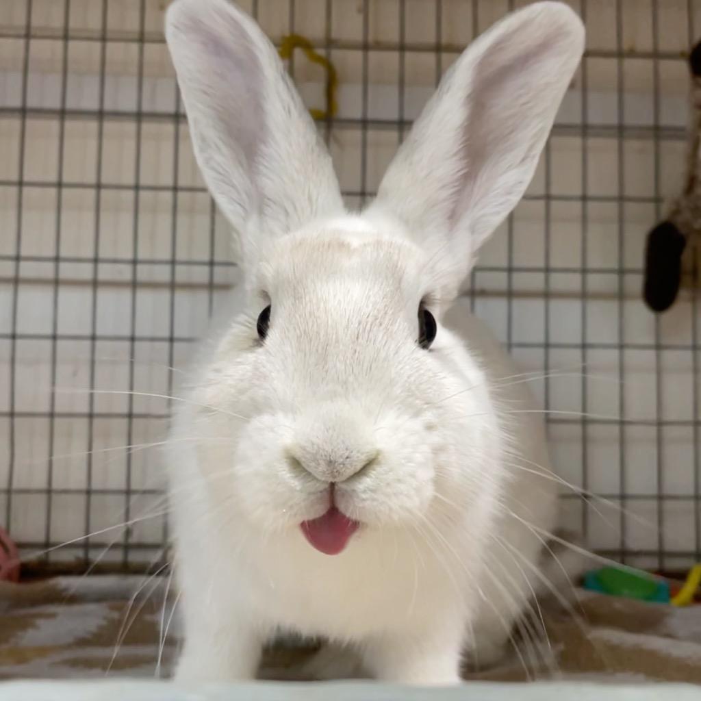 Enlarge Peony, a Adoptable Bunny Rabbit in San Francisco, CA image 5/6