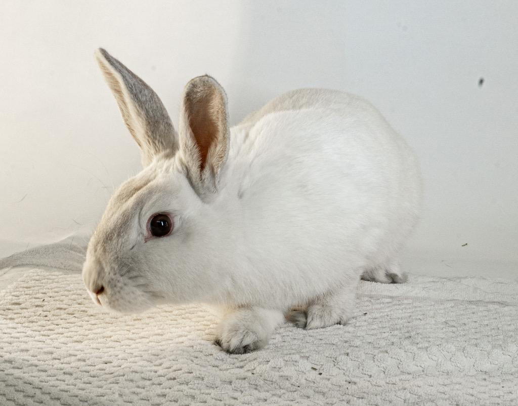Enlarge Peony, a Adoptable Bunny Rabbit in San Francisco, CA image 6/6