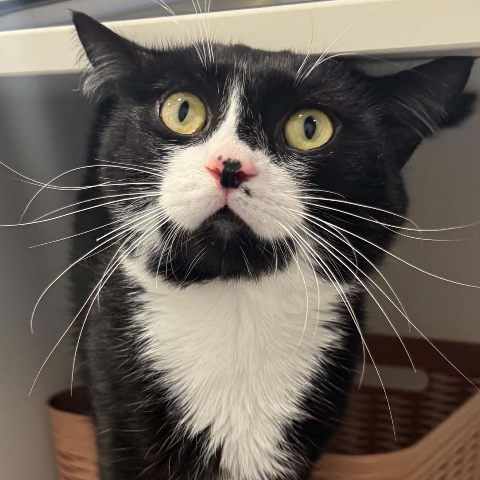 Enlarge King Brickford, a Adoptable American Shorthair in Danbury, CT image 5/6