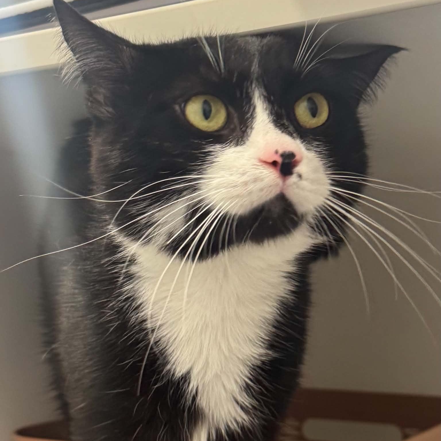 Enlarge King Brickford, a Adoptable American Shorthair in Danbury, CT image 3/6