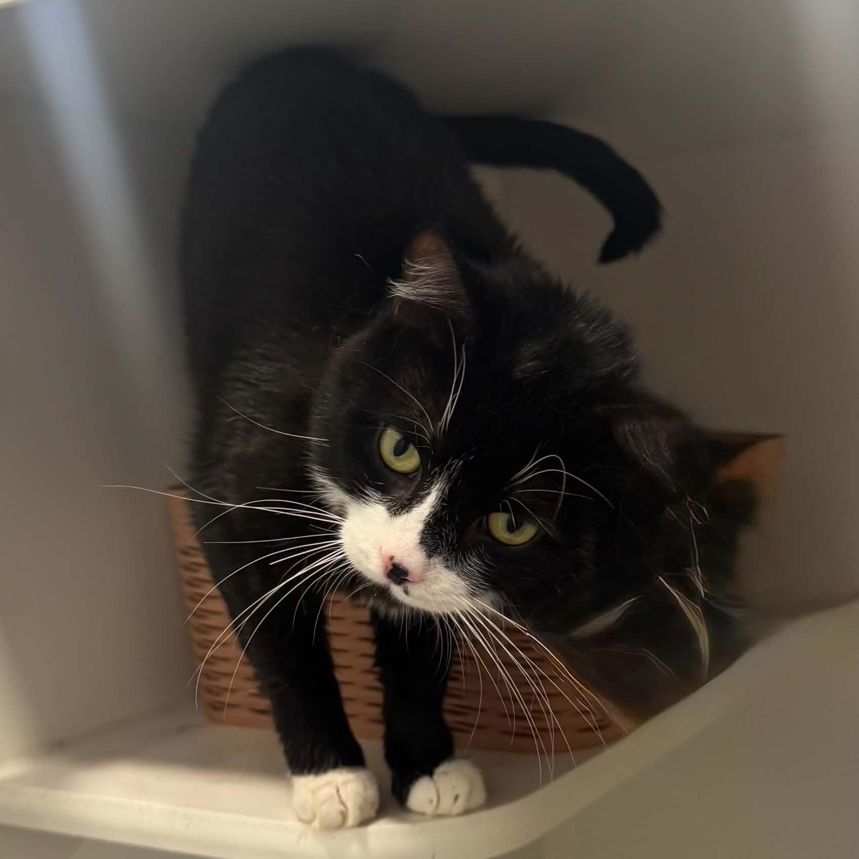 Enlarge King Brickford, a Adoptable American Shorthair in Danbury, CT image 2/6
