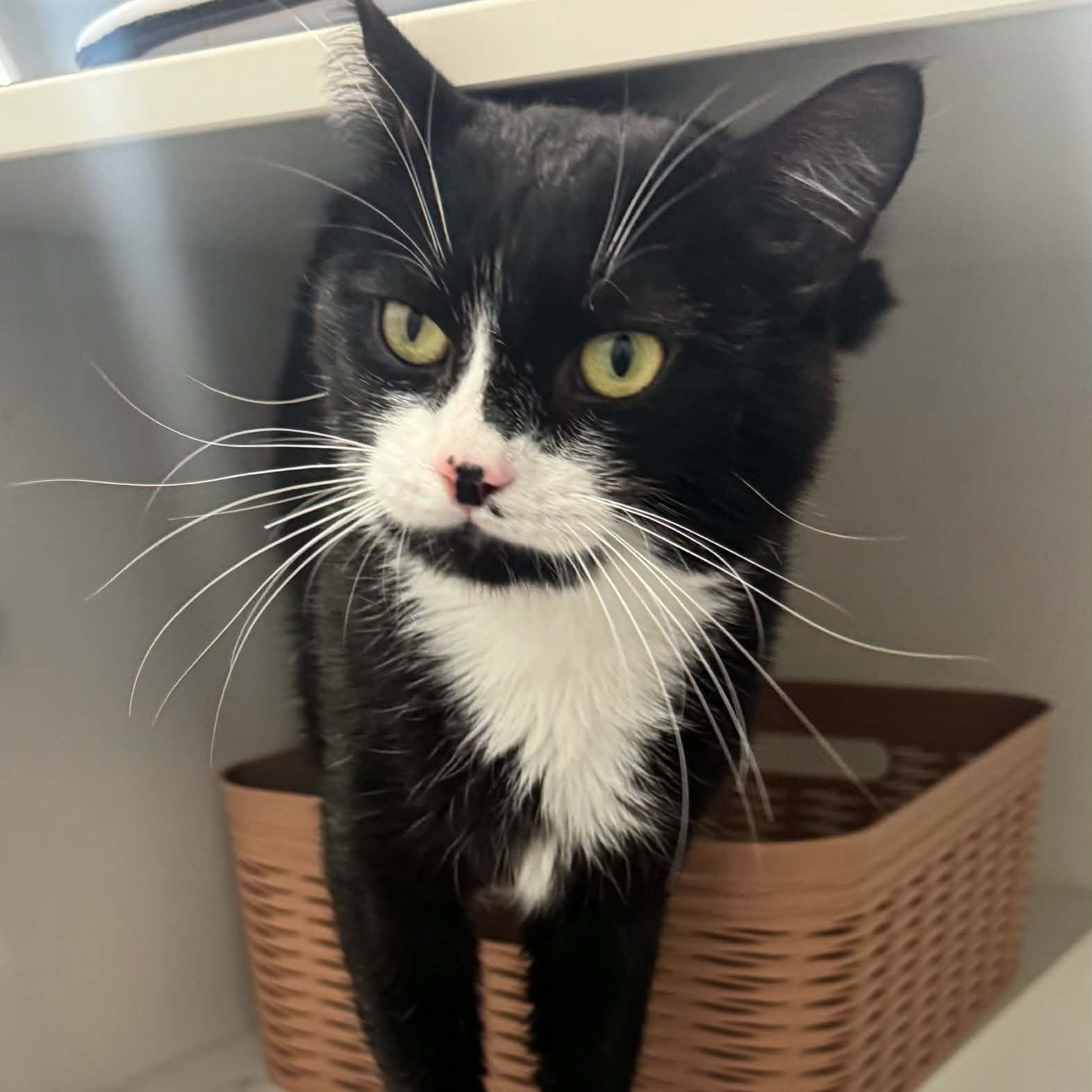 Enlarge King Brickford, a Adoptable American Shorthair in Danbury, CT image 1/6
