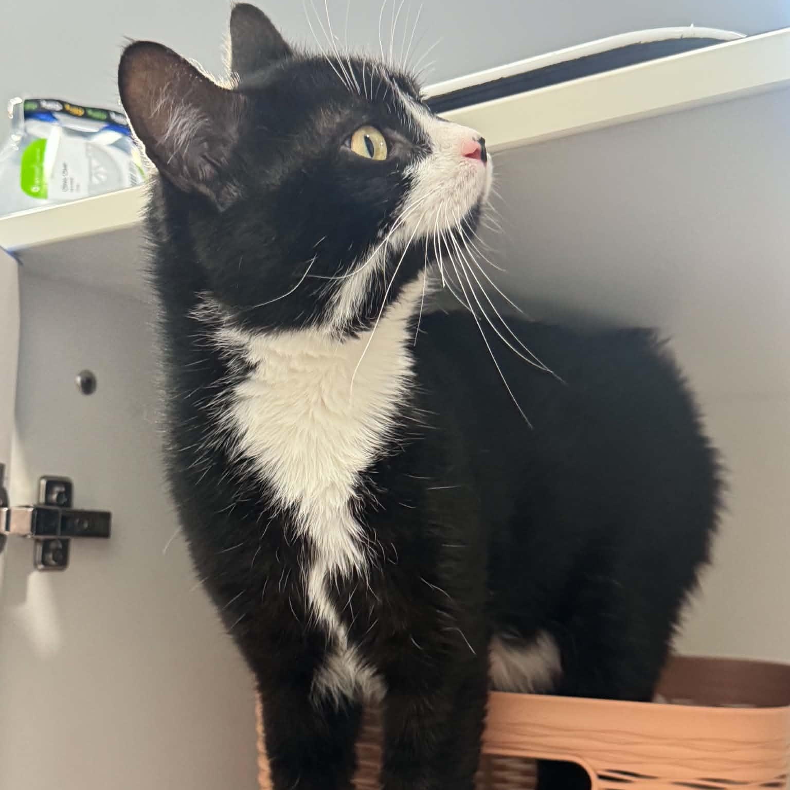 Enlarge King Brickford, a Adoptable American Shorthair in Danbury, CT image 4/6