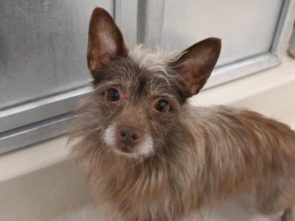 Enlarge Dutch, a Adoptable mixed breed in Portland, OR image 1/1