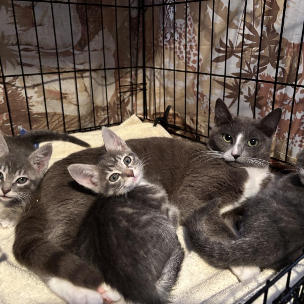 Avery (queen), Adoptable, Adult Female Domestic Short Hair.