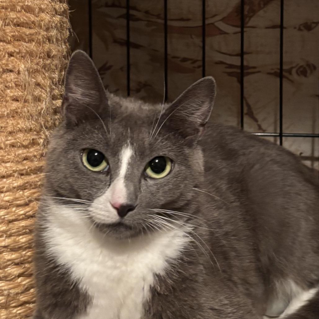 Avery (queen), a Adoptable Domestic Short Hair in Redwood City, CA image 2/2