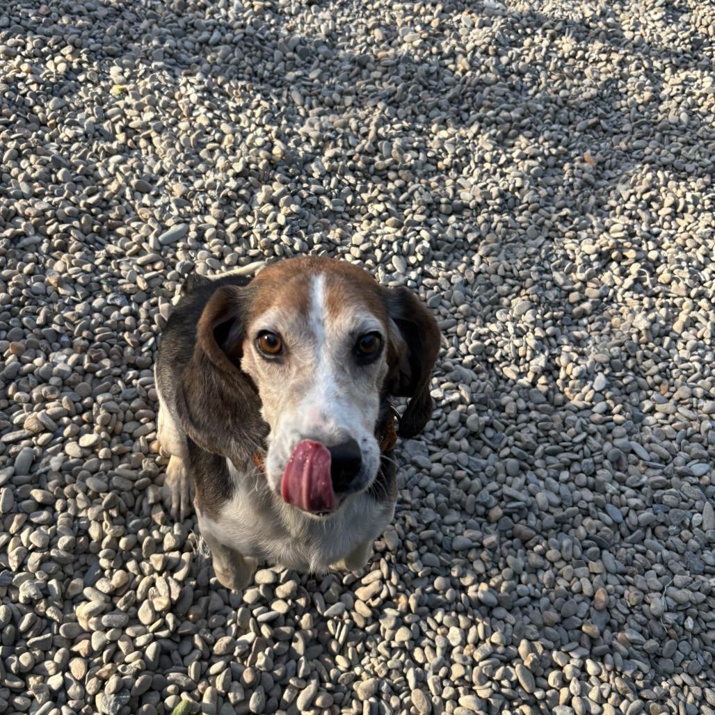 Enlarge Cleetus, a Adoptable Beagle in Waynesville, NC image 1/6