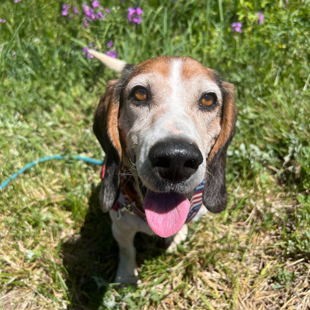 Enlarge Cleetus, a Adoptable Beagle in Waynesville, NC image 2/6