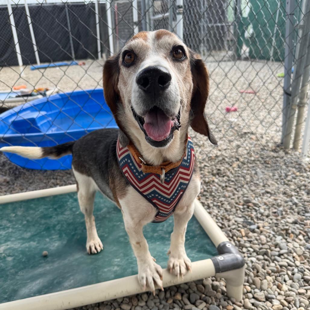 Enlarge Cleetus, a Adoptable mixed breed in Waynesville, NC image 3/6