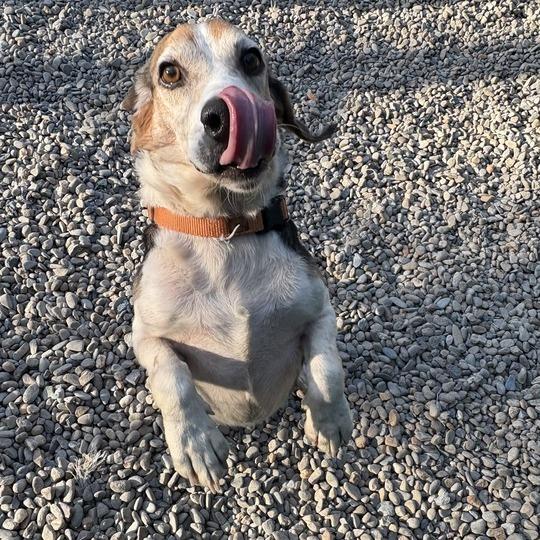 Enlarge Cleetus, a Adoptable Beagle in Waynesville, NC image 3/6
