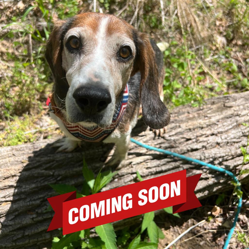 Enlarge Cleetus, a Adoptable Beagle in Waynesville, NC image 4/6