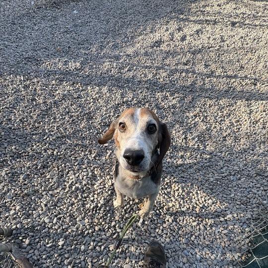 Enlarge Cleetus, a Adoptable Beagle in Waynesville, NC image 5/6