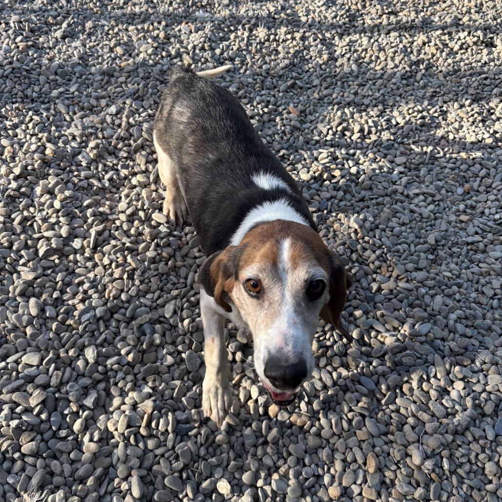 Enlarge Cleetus, a Adoptable Beagle in Waynesville, NC image 6/6
