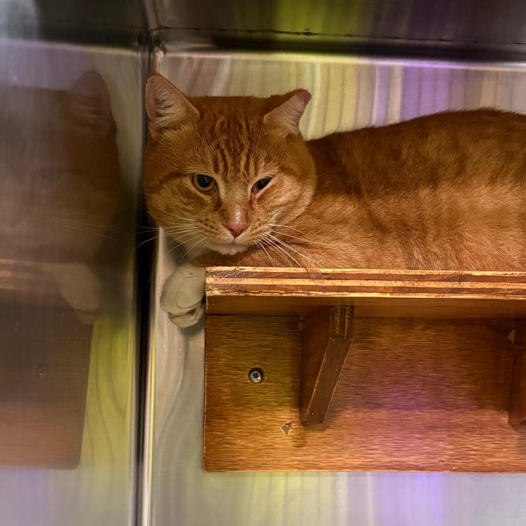 Enlarge Schnitzel, a Adoptable mixed breed in Pensacola, FL image 1/1