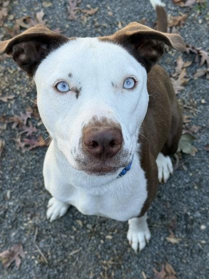 Enlarge Lobelia, a Adoptable Mixed Breed in Fairfax, VA image 1/3