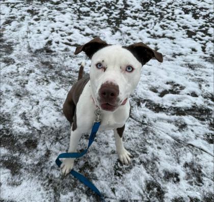 Enlarge Lobelia, a Adoptable Mixed Breed in Fairfax, VA image 2/3