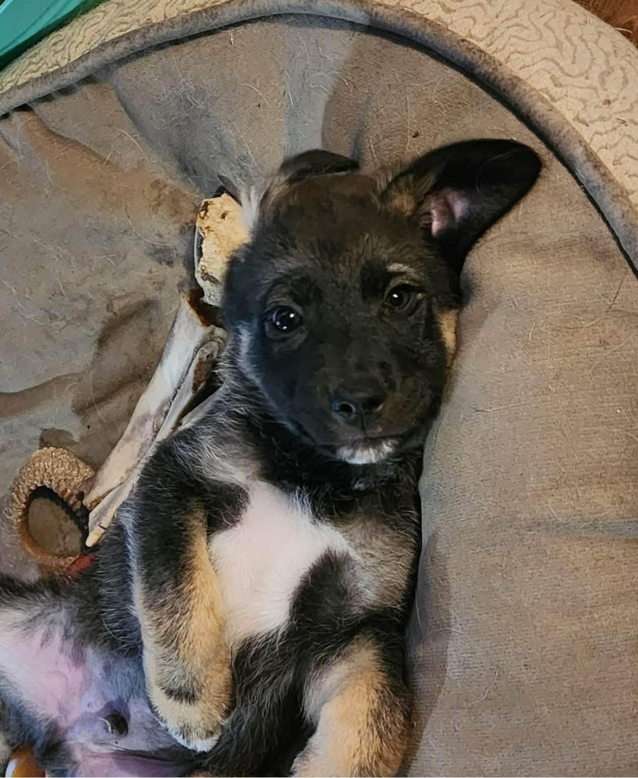 Obi, adopted, Puppy Male Shepherd & Husky.