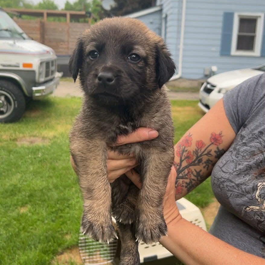 Enlarge Obi, an adopted mixed breed in Woodstock, ON image 4/4