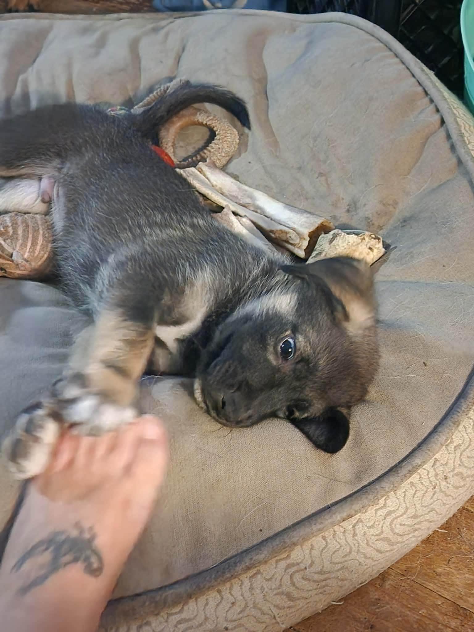 Enlarge Obi, an adopted mixed breed in Woodstock, ON image 2/4