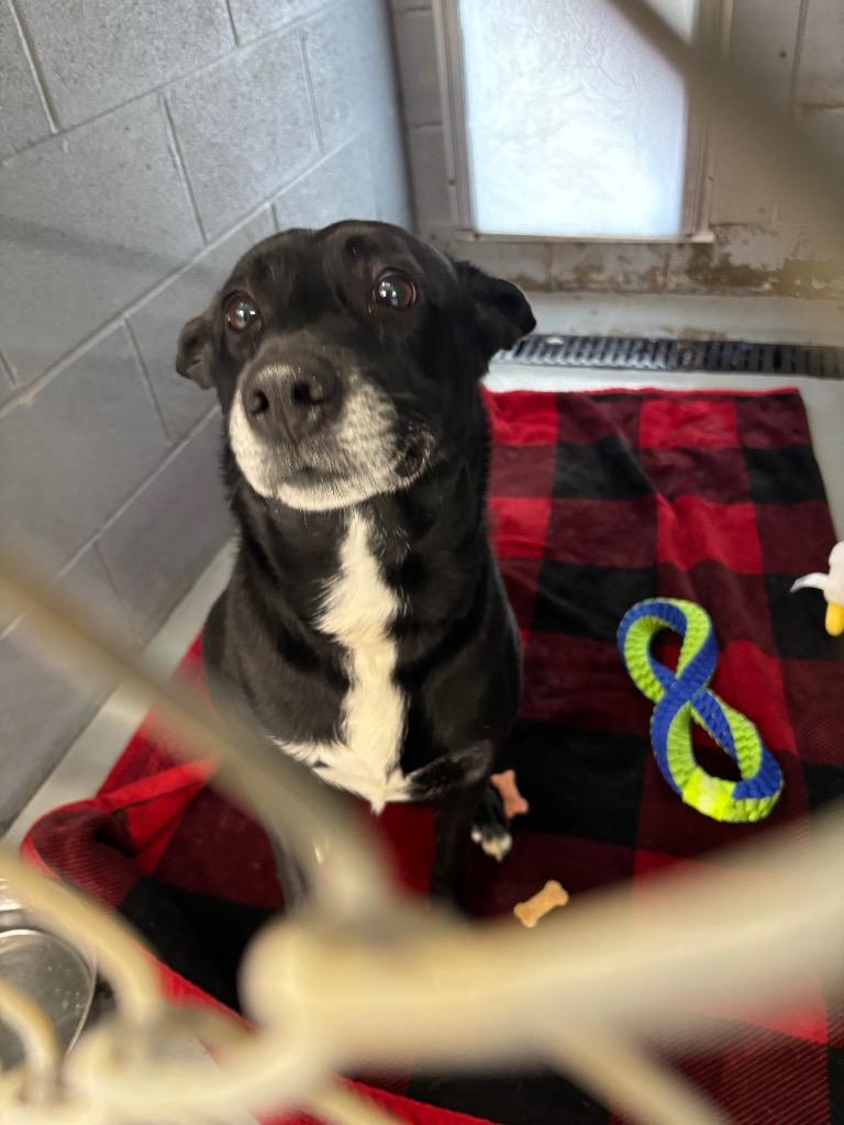 Luca, Adoptable, Adult Male German Shepherd Dog & Labrador Retriever.