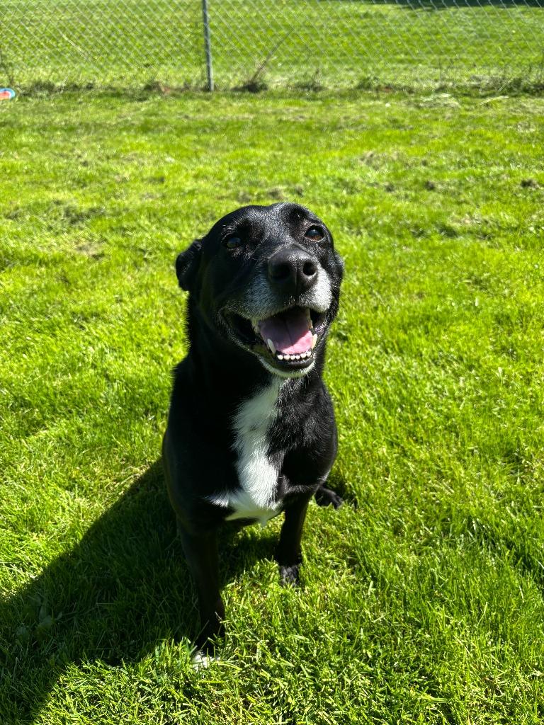 Luca, a Adoptable mixed breed in Findlay, OH image 2/5