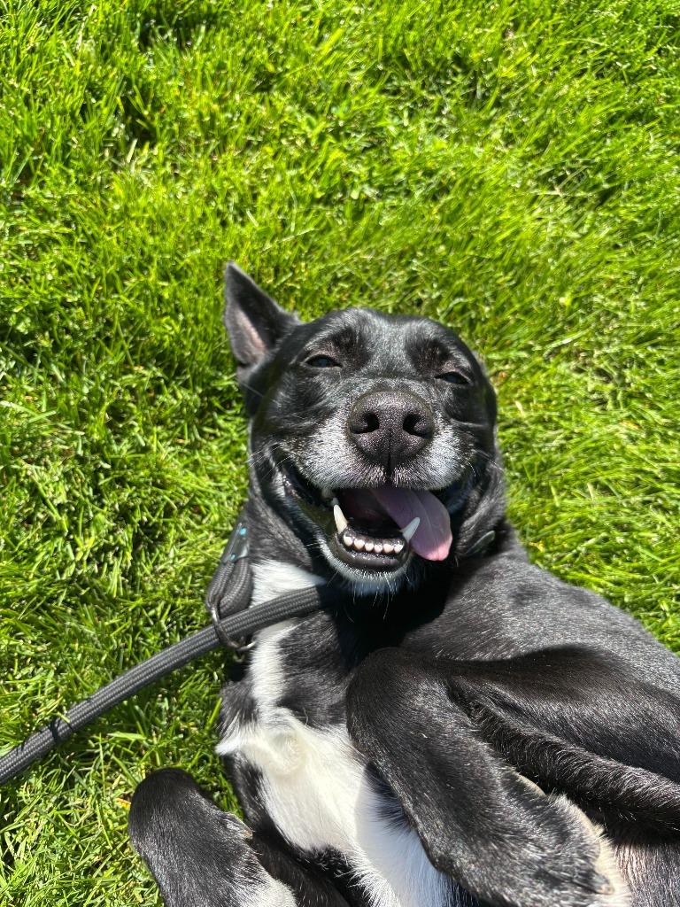 Luca, a Adoptable mixed breed in Findlay, OH image 3/5
