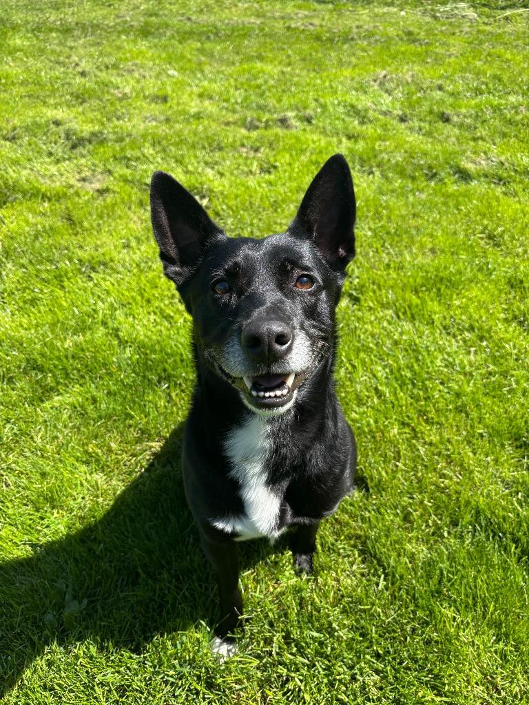 Luca, a Adoptable mixed breed in Findlay, OH image 4/5