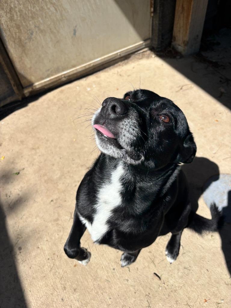 Luca, a Adoptable mixed breed in Findlay, OH image 5/5