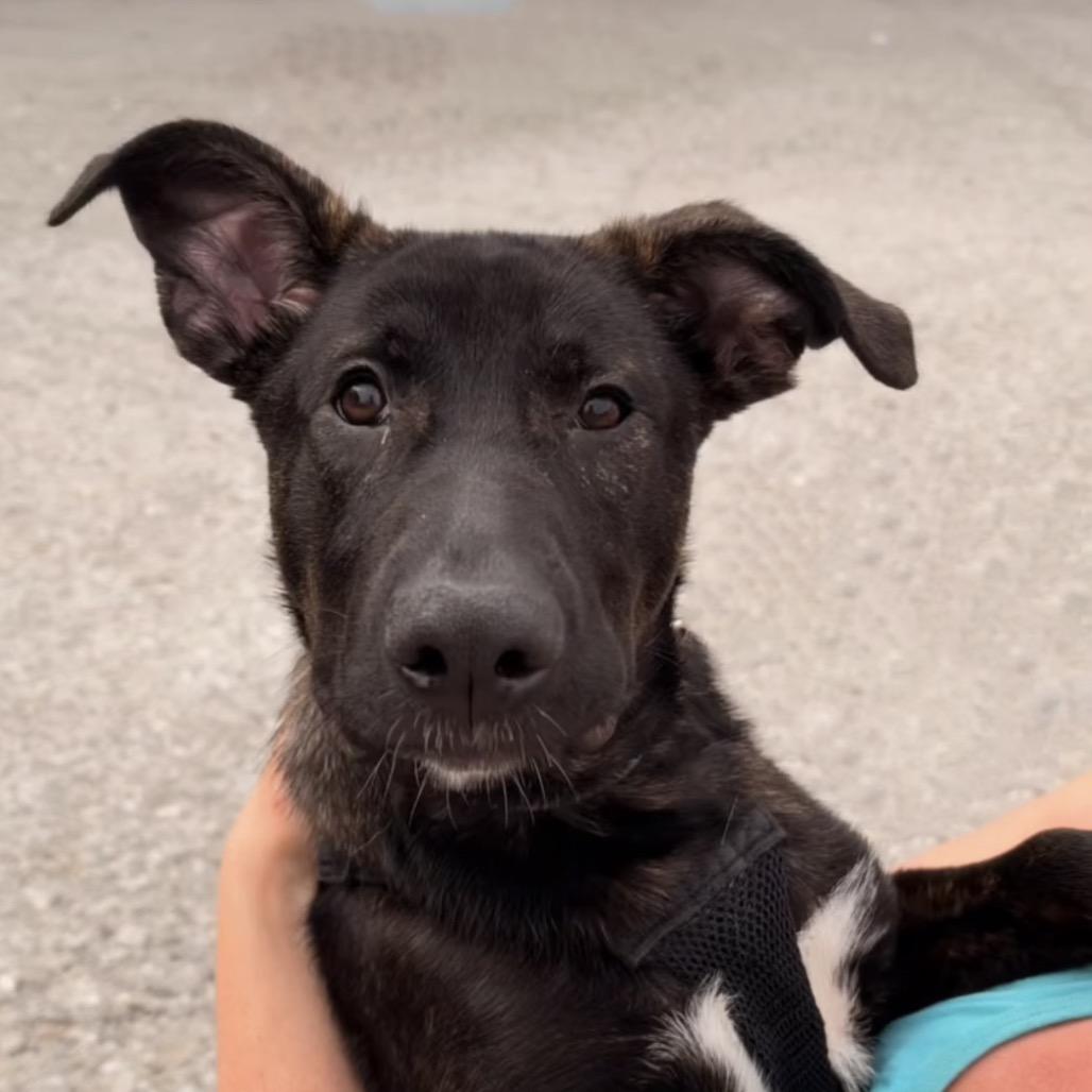 Enlarge Wybie, a Adoptable mixed breed in Evansville, IN image 1/6