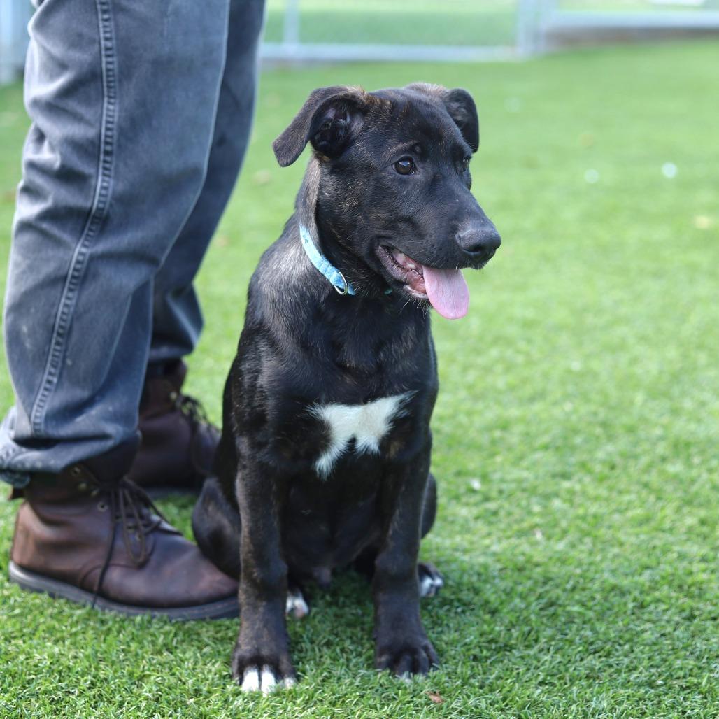 Enlarge Wybie, a Adoptable mixed breed in Evansville, IN image 2/6