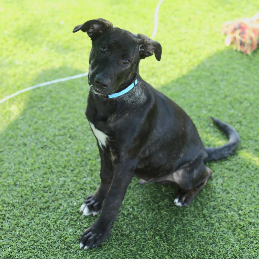 Enlarge Wybie, a Adoptable mixed breed in Evansville, IN image 3/6