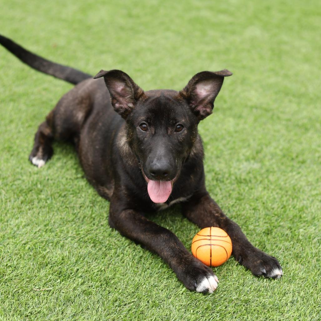 Enlarge Wybie, a Adoptable mixed breed in Evansville, IN image 4/6