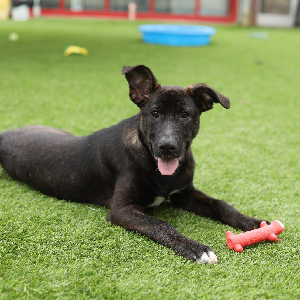 Enlarge Wybie, a Adoptable mixed breed in Evansville, IN image 5/6