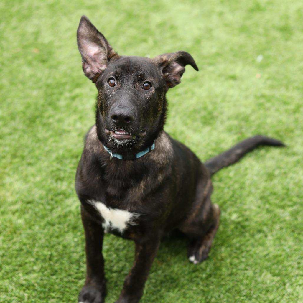 Enlarge Wybie, a Adoptable mixed breed in Evansville, IN image 6/6