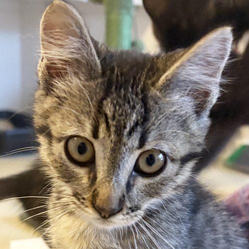 OLYVIA, an adopted mixed breed in Sequim, WA image 1/3
