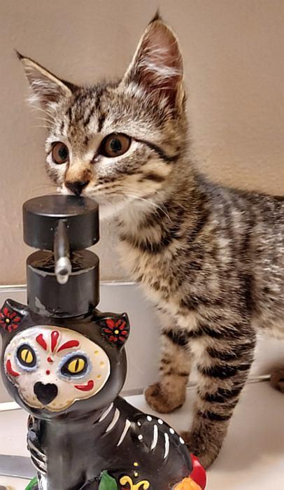 OLYVIA, an adopted mixed breed in Sequim, WA image 3/3