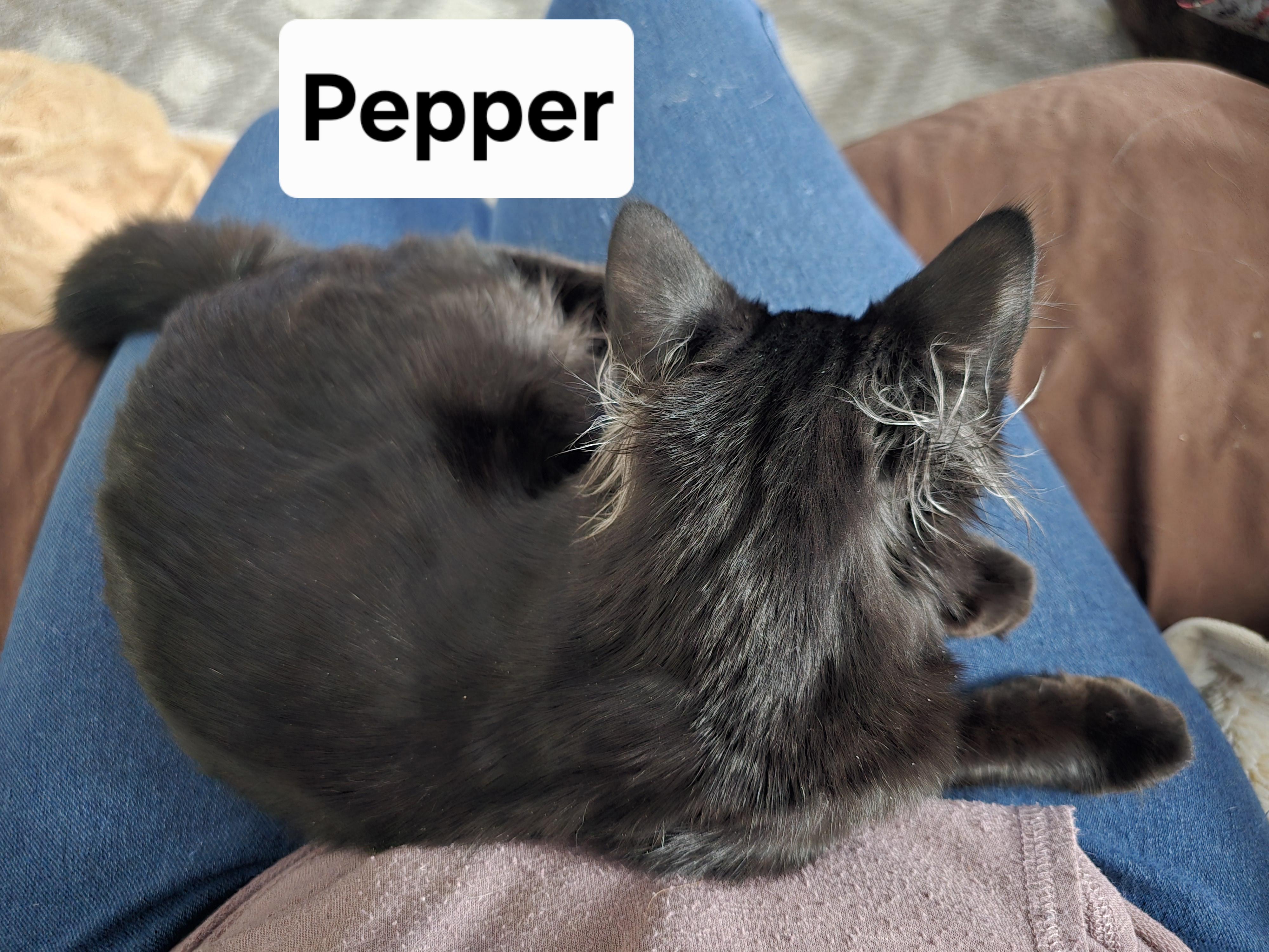 Enlarge Pepper, an adopted Domestic Medium Hair in Massillon, OH image 2/2