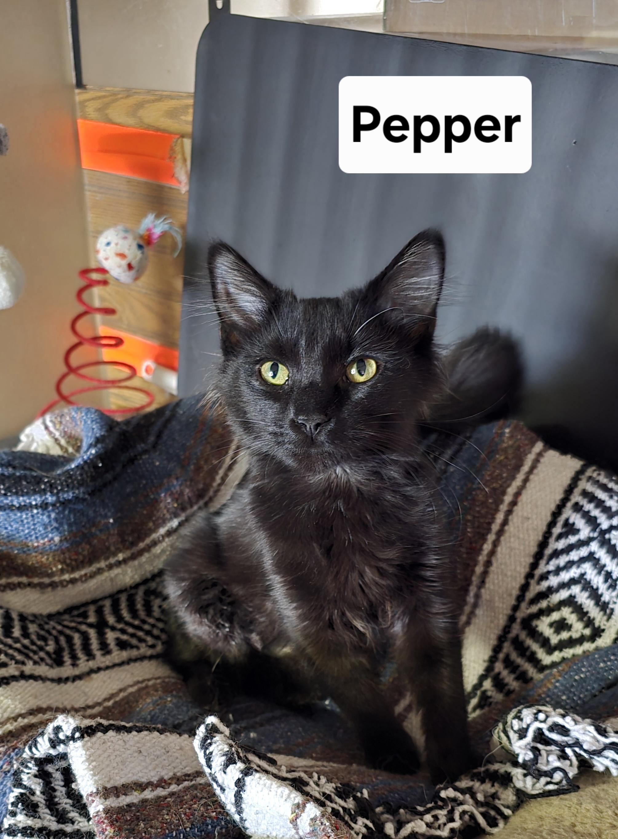 Enlarge Pepper, an adopted Domestic Medium Hair in Massillon, OH image 1/2